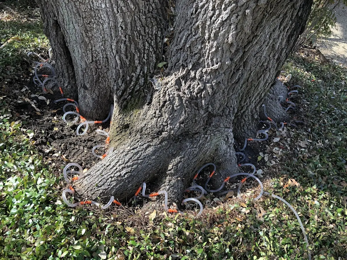 Detailed Tree Cabling and Bracing job site in Vale
