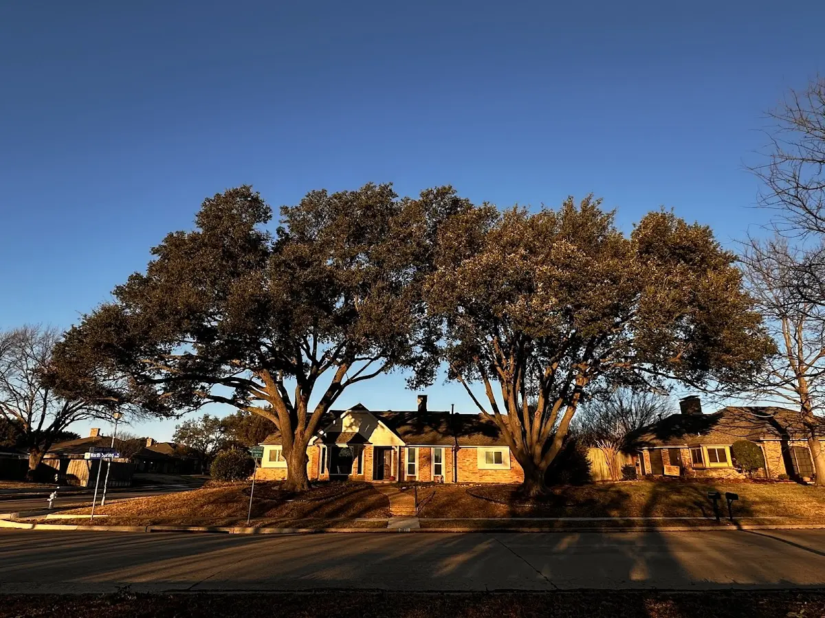 Established residential canopy tree shading a home in Vale