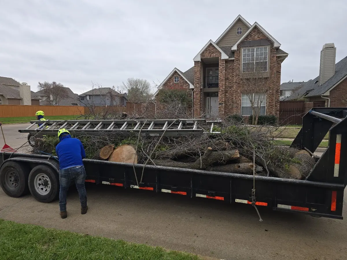Expert Tree Removal with proper safety equipment in Vale